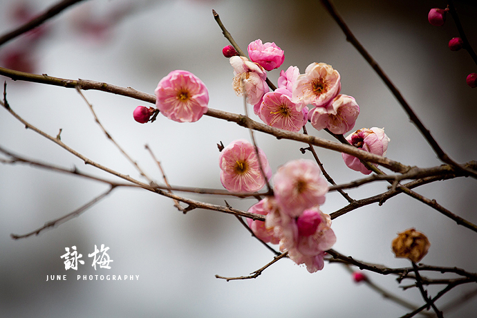 梅花之美与摄影艺术，最新咏梅图片欣赏