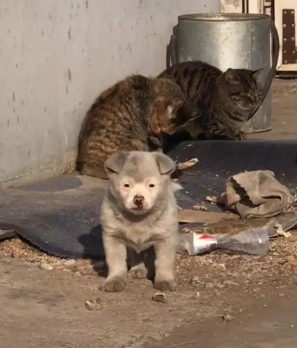 揭秘水猴子的真实身份，探寻神秘生物最新真相